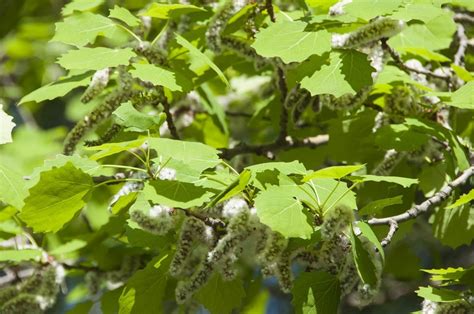 aspren sprout|How Aspens Grow